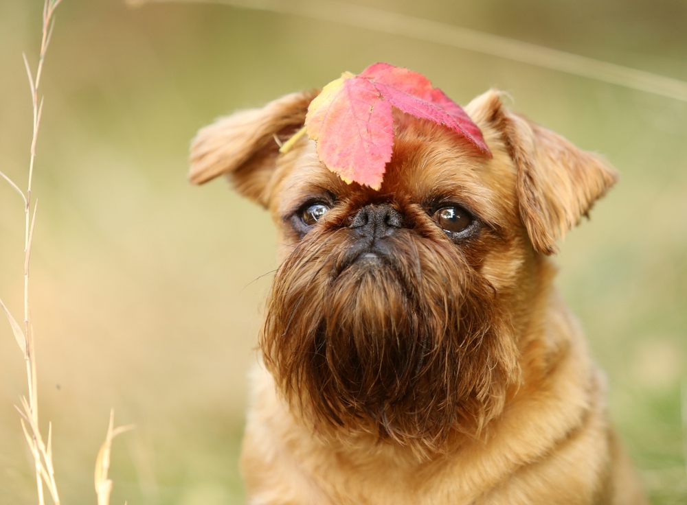 Der Herbst kommt ...