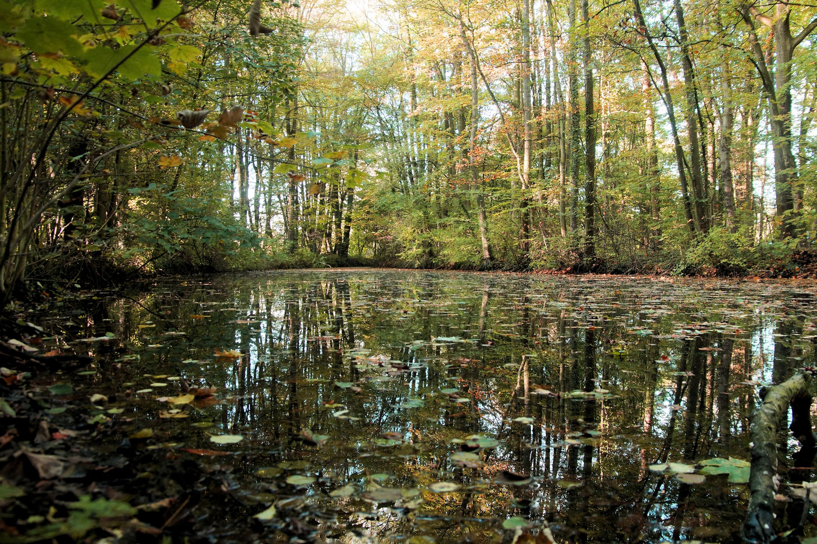 Der Herbst kommt - auch am Waldsee ...