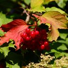 "Der HERBST kommt auch schon ganz leicht .... geschlichen"