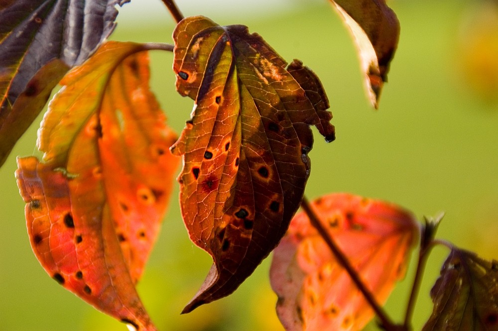 Der Herbst kommt auf leisen Sohlen