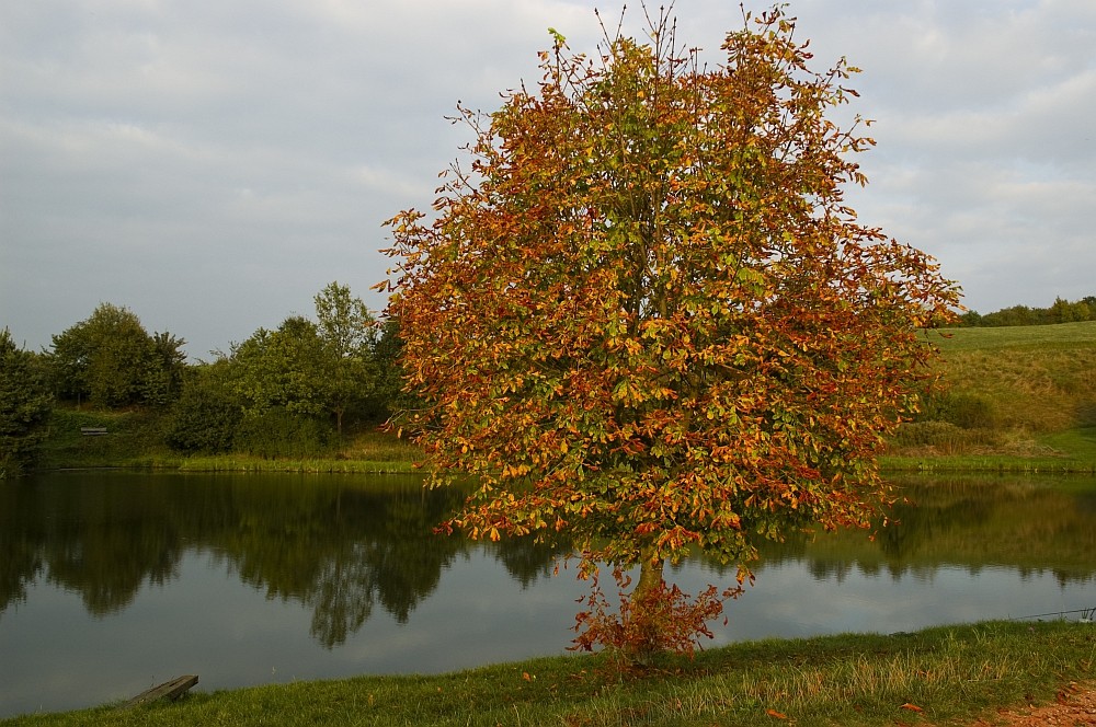 Der Herbst kommt auf nicht mehr ganz so leisen Sohlen :)