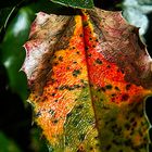 DER HERBST KOMMT AUF VIELEN WEGEN DAHER. UNERBITTLICH. TEILWEISE SCHÖN.