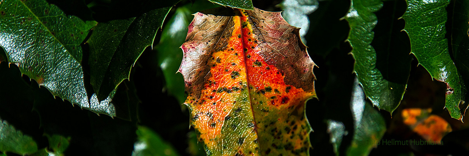 DER HERBST KOMMT AUF VIELEN WEGEN DAHER. UNERBITTLICH. TEILWEISE SCHÖN.