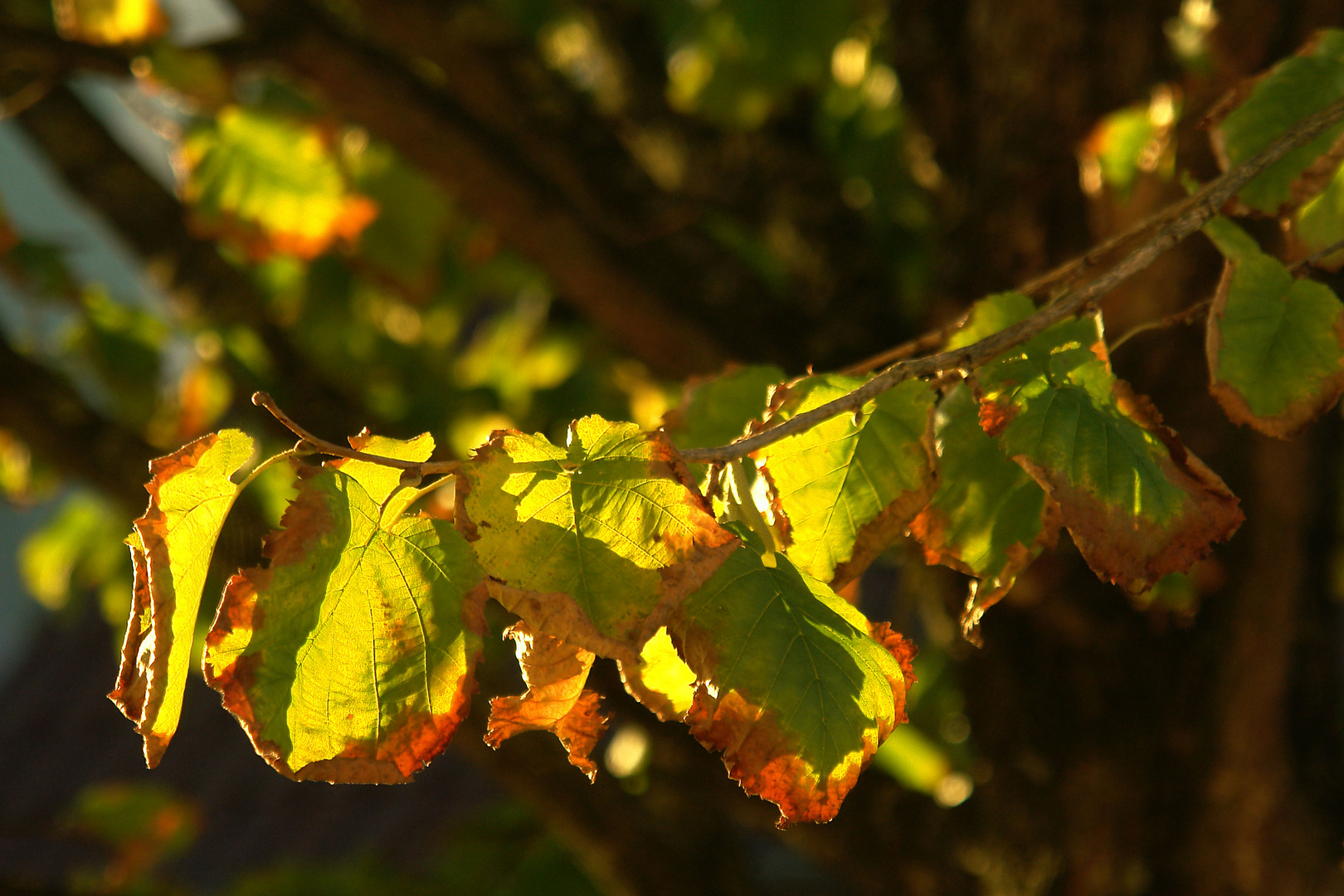 Der Herbst kommt