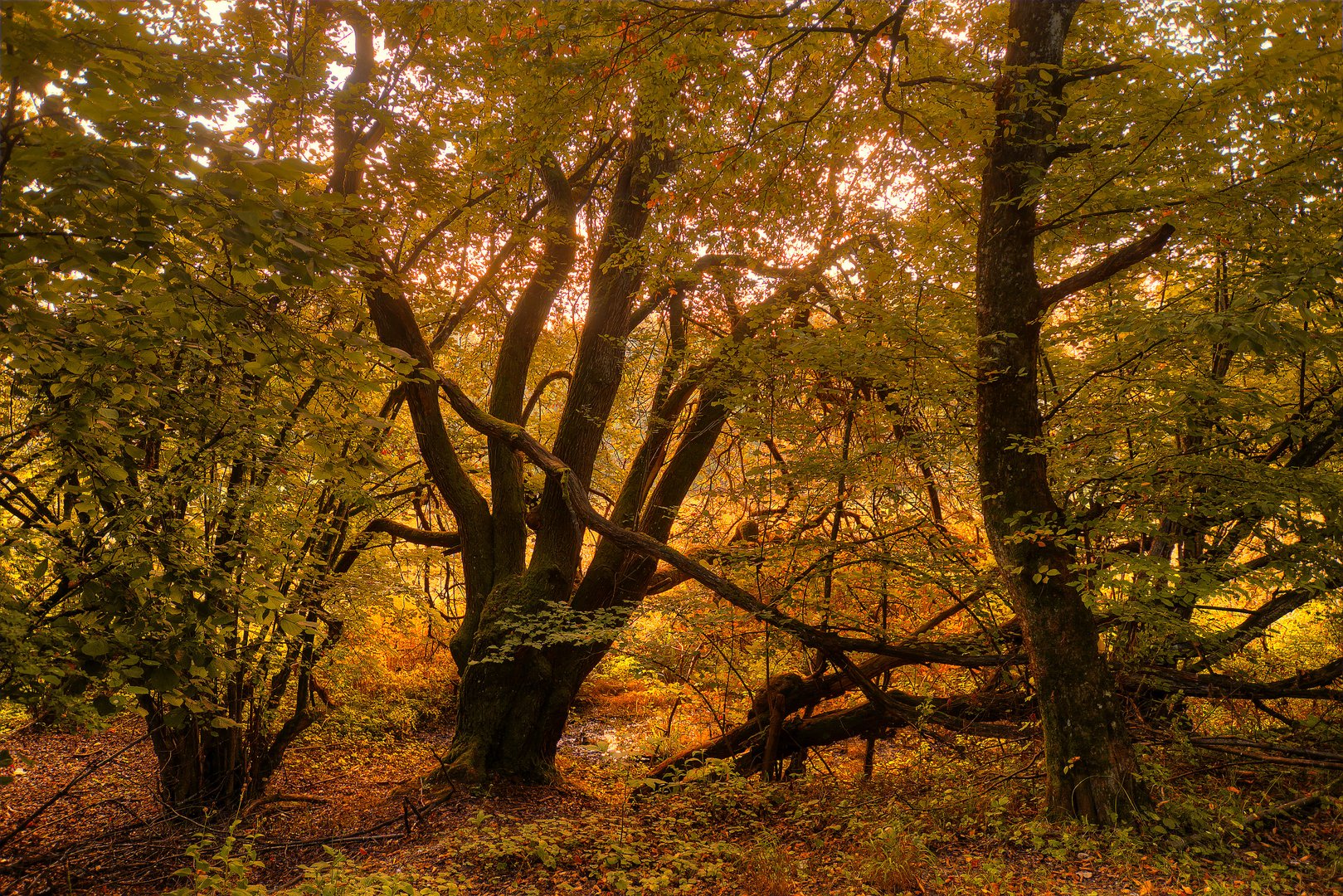 Der Herbst kommt