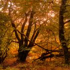 Der Herbst kommt