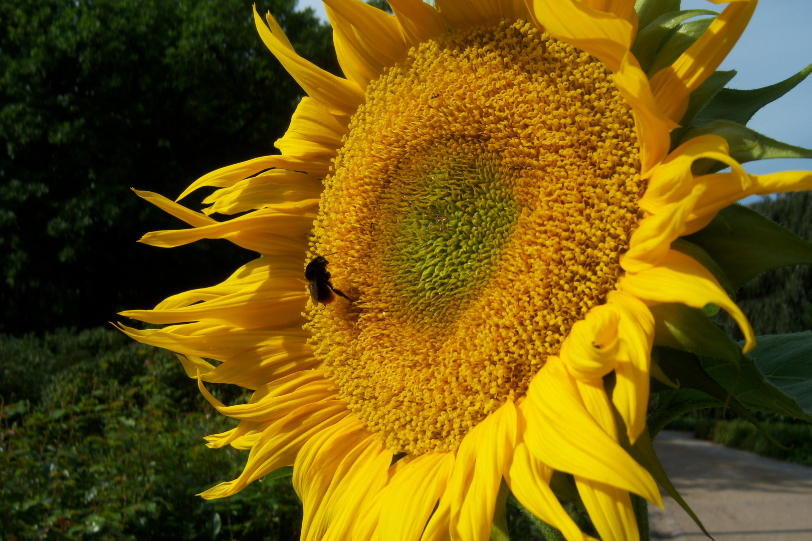 der Herbst kommt bald....