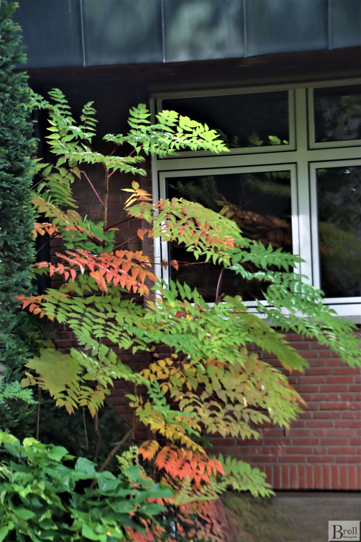  Foto zu Der Herbst kommt Foto & Bild 