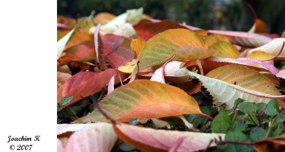 Der Herbst kommt bestimmt