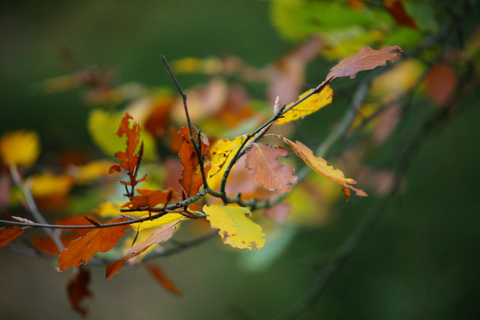  Der Herbst kommt Foto & Bild 