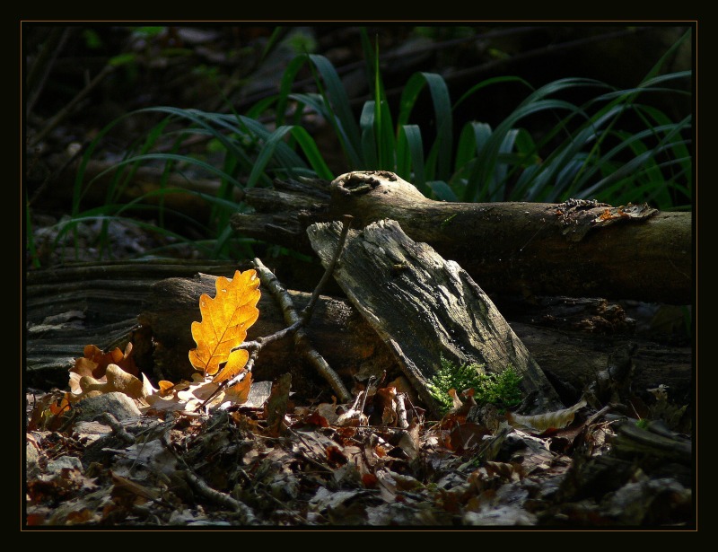 Der Herbst kommt