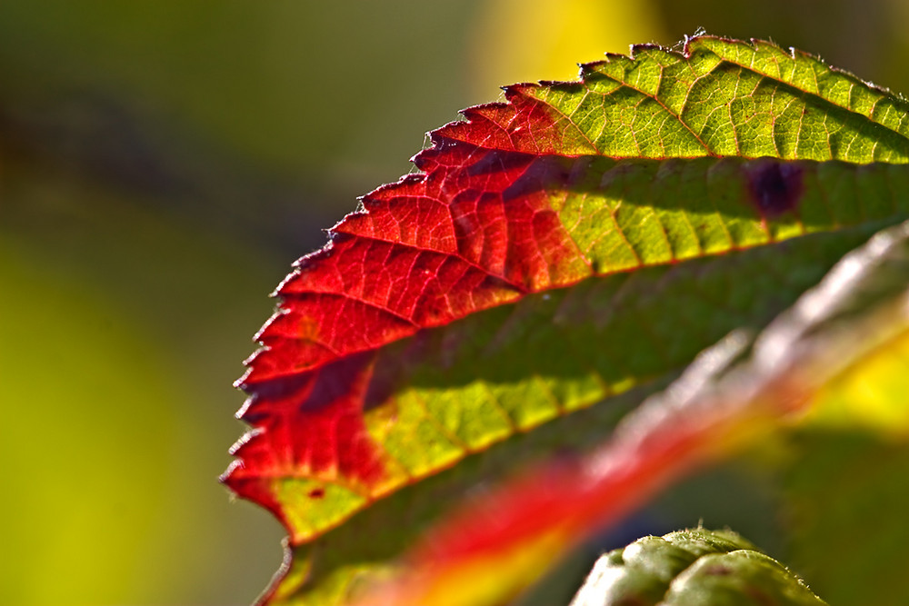 Der Herbst kommt