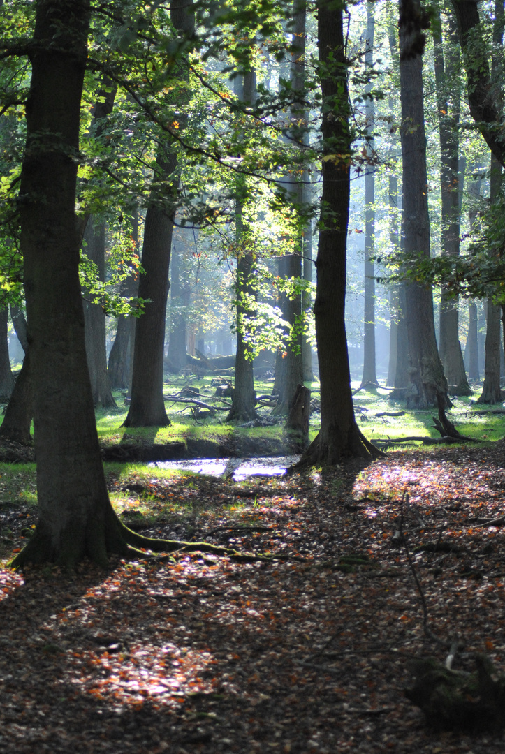 Der Herbst kommt