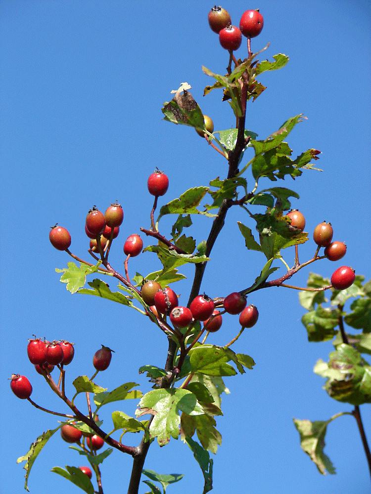 Der Herbst kommt, die Wildrosen tragen fFüchte