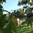 Der Herbst kommt, doch die Sonne bleibt.