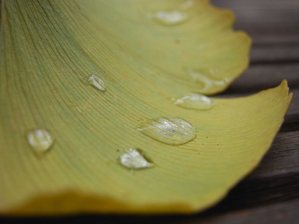 Der Herbst kommt