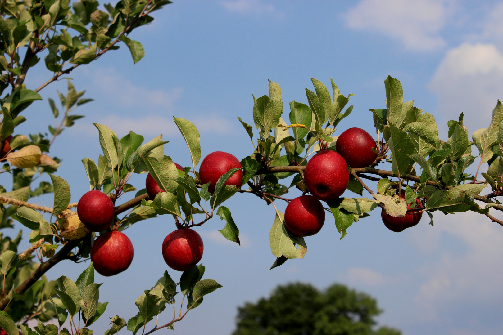 Der Herbst kommt, Erntezeit hat begonnen