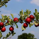 Der Herbst kommt, Erntezeit hat begonnen