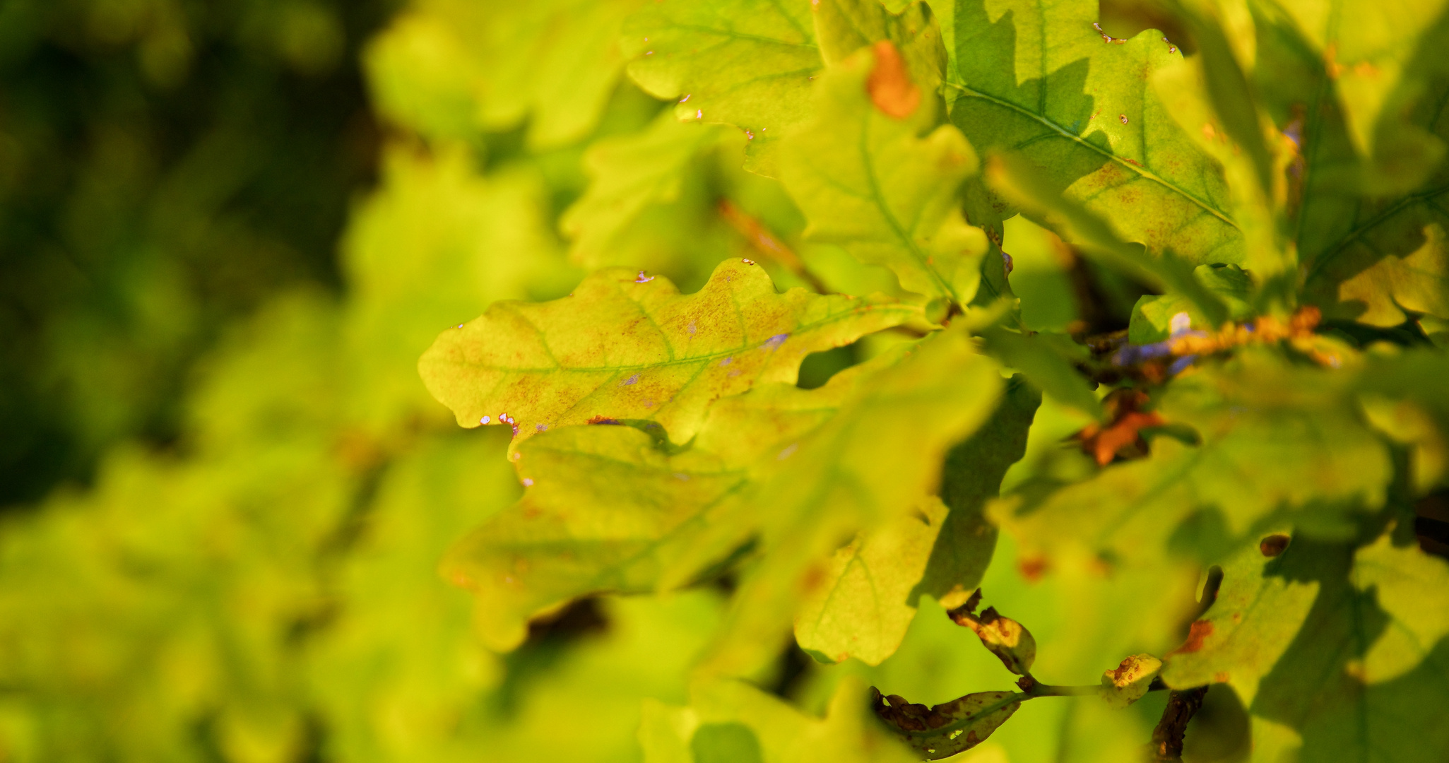 Der Herbst kommt Foto & Bild | deutschland, europe, bayern ...