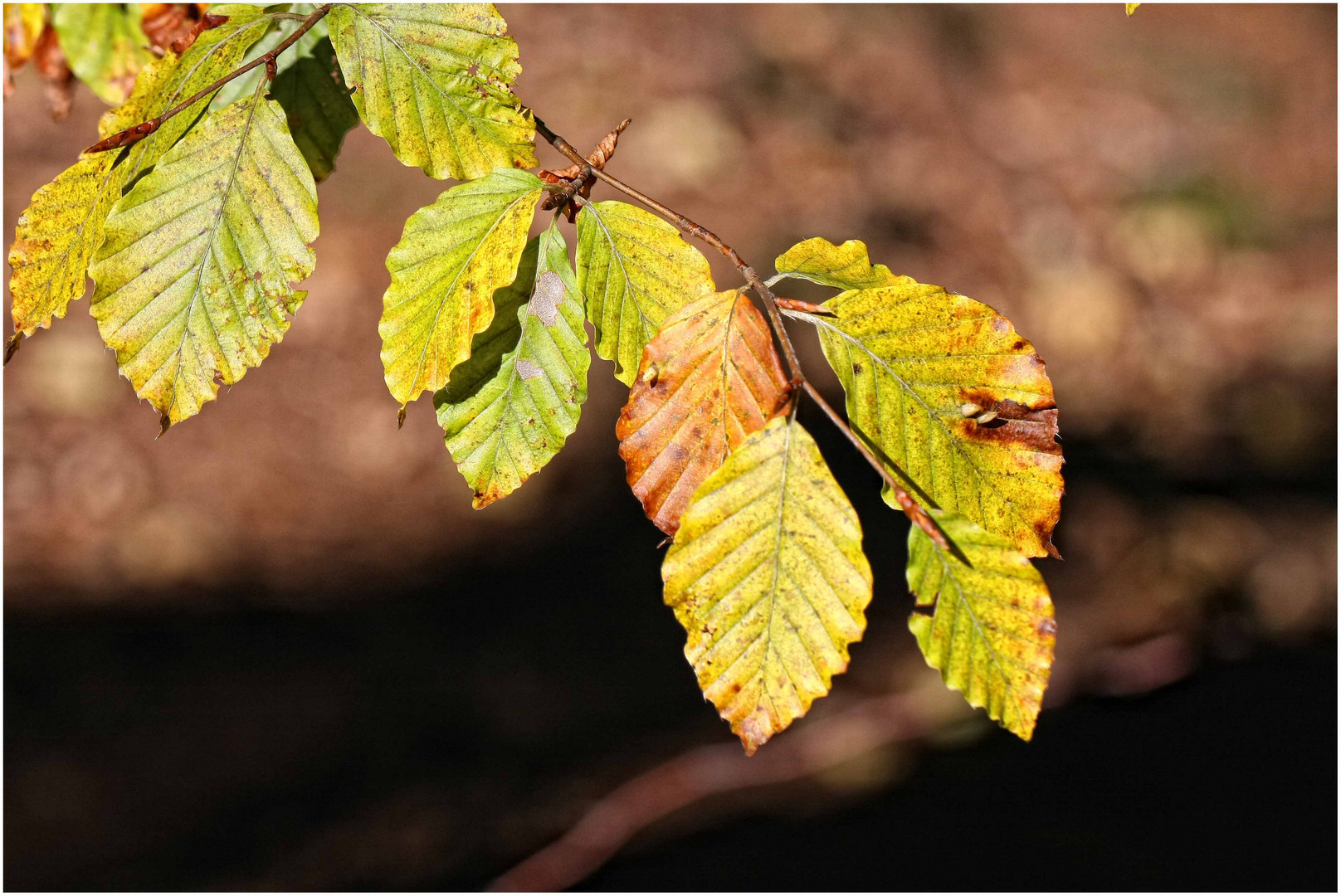 Der Herbst kommt !