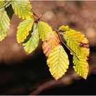 Der Herbst kommt !