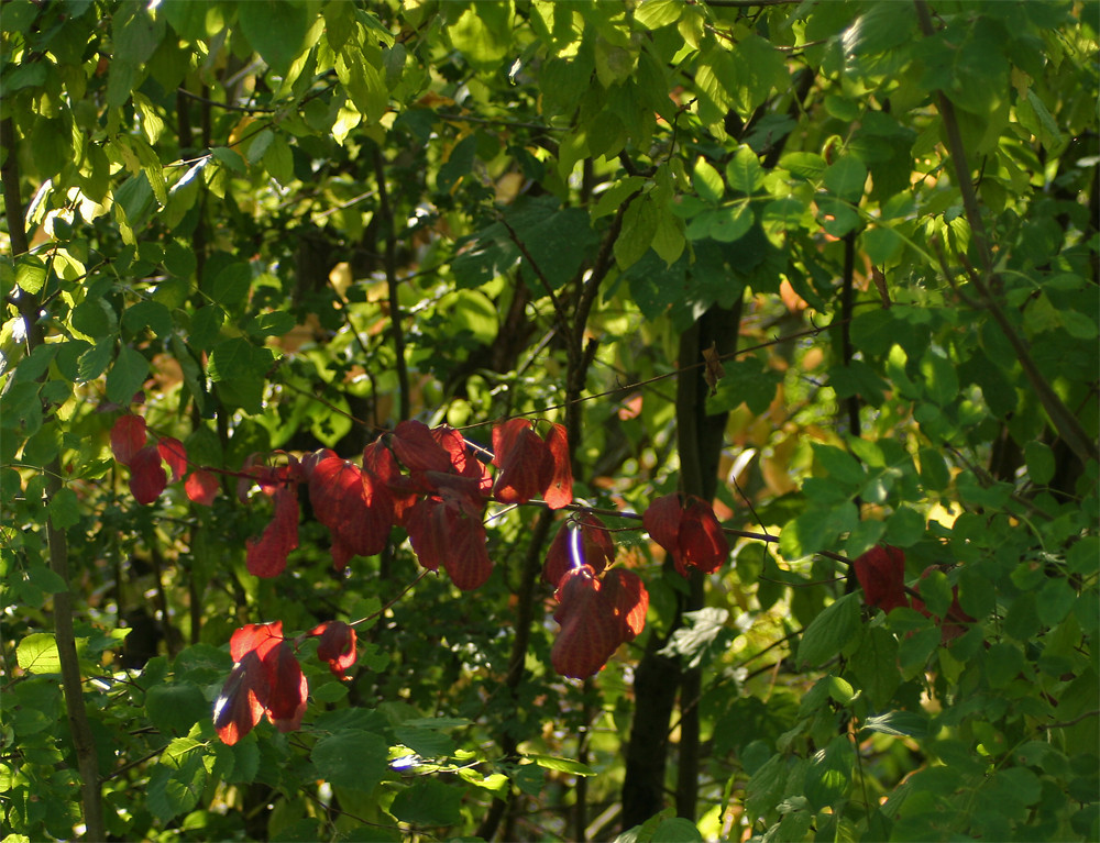 ......der Herbst kommt......