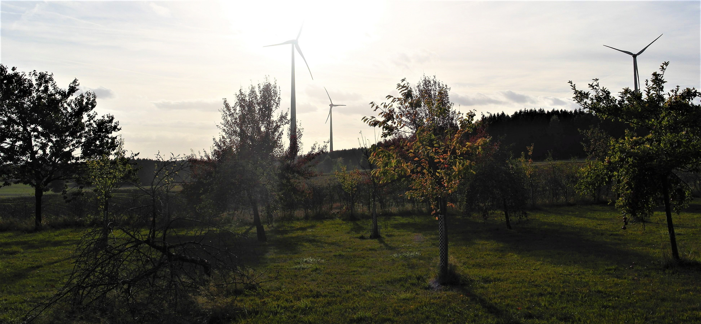 Der Herbst kommt in die Streuobstwiese