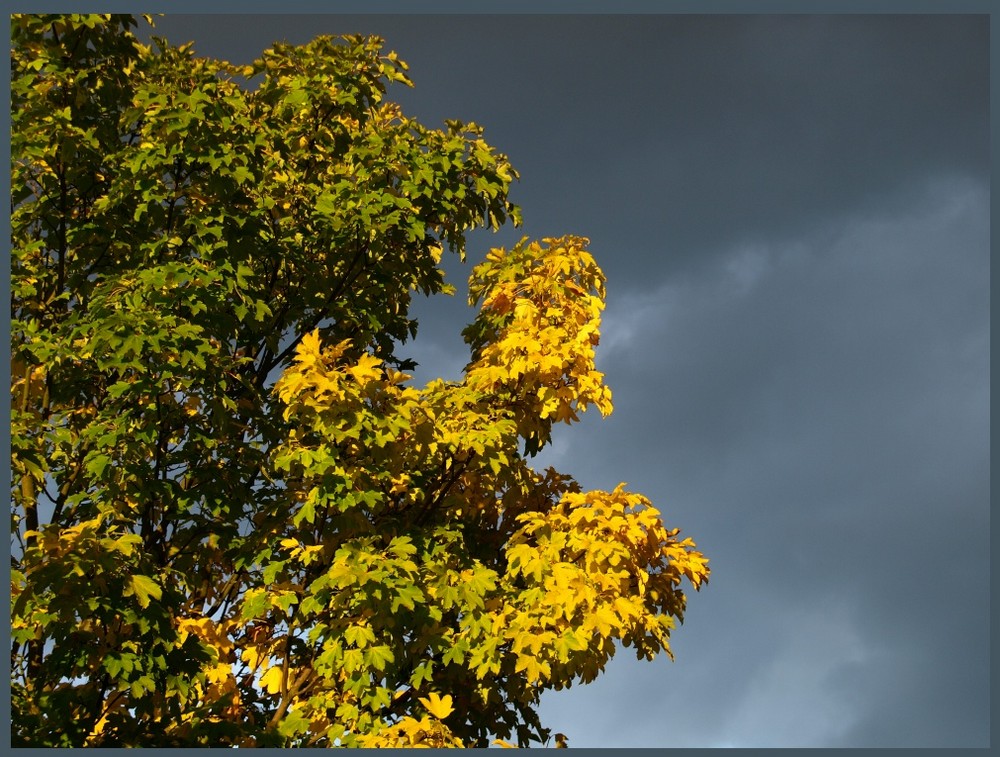 der Herbst kommt in Farbe