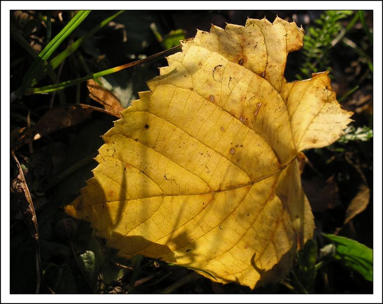 der Herbst kommt in großen Schritten...