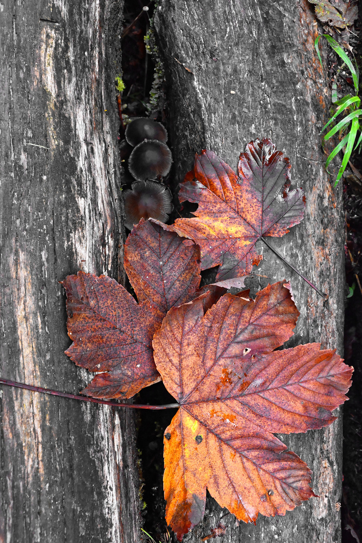 Der Herbst kommt in schönen Farben.