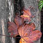 Der Herbst kommt in schönen Farben.