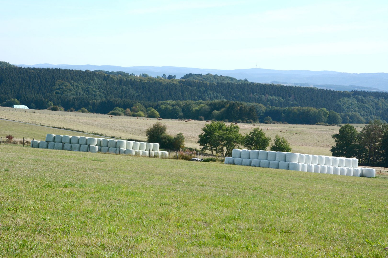 Der Herbst kommt. Jetzt werden Heuvorräte angelegtDSC_0908