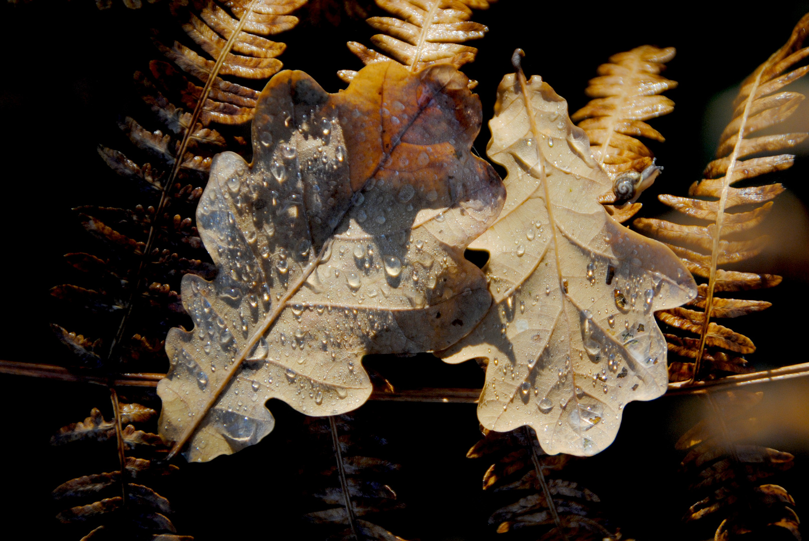 Der Herbst kommt langsam...