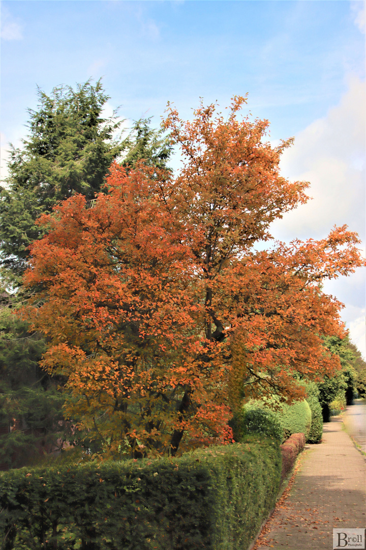 Der Herbst kommt mit großen Schritten