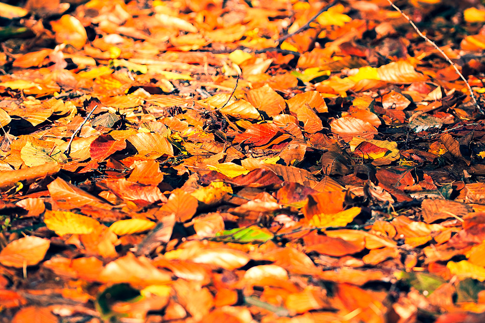 Der Herbst kommt mit großen Schritten