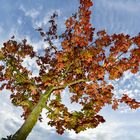 Der Herbst kommt mit grossen Schritten