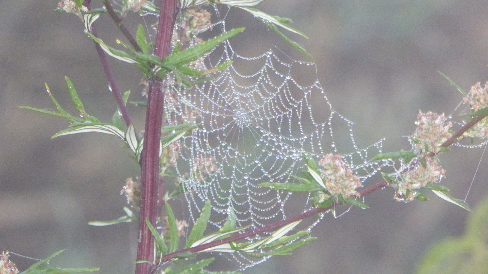 Der Herbst kommt mit Nebel in riesen Schritten