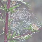 Der Herbst kommt mit Nebel in riesen Schritten