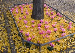 Der Herbst kommt mit raschen Schritten.