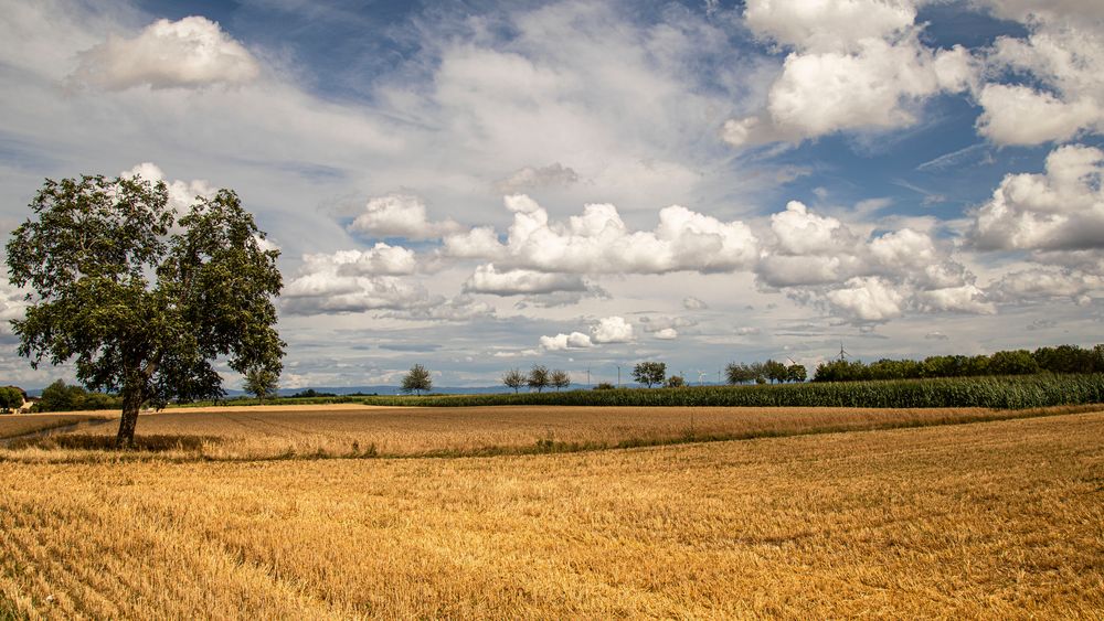 DER HERBST KÜNDIGT SICH AN