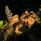 Der Herbst kündigt sich an