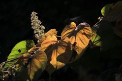 Der Herbst kündigt sich an