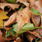 Der Herbst kündigt sich an