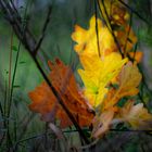 Der Herbst kündigt sich an...