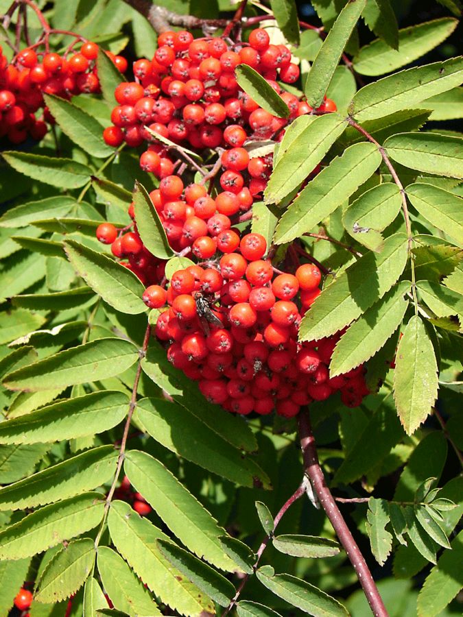 Der Herbst kündigt sich an: Die Ebereschen tragen reichlich Früchte.