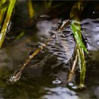 … Der Herbst kündigt sich an …