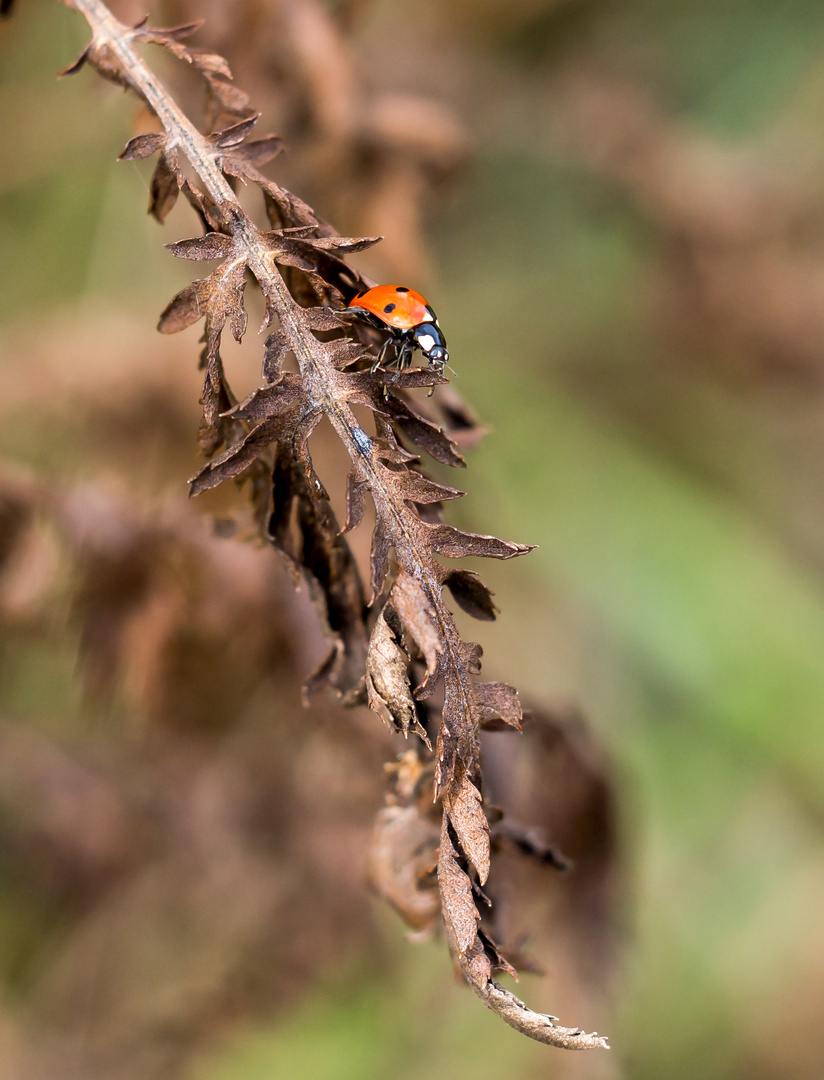 Der Herbst kündigt sich an!