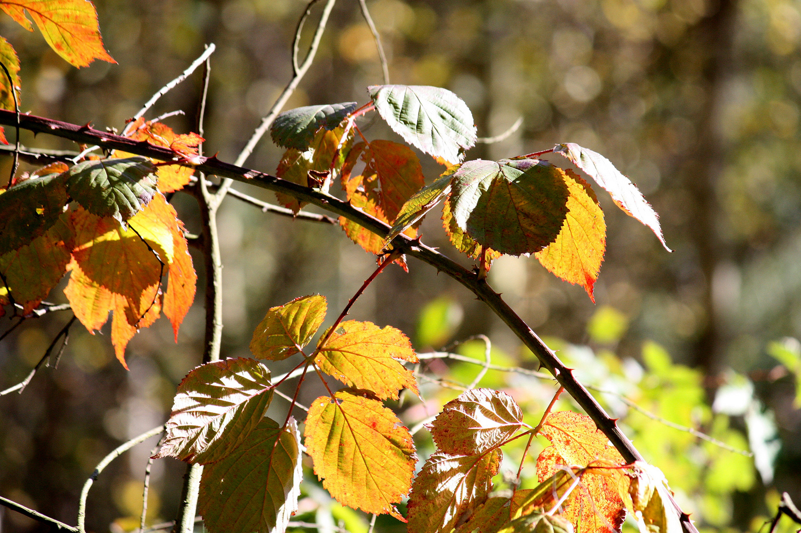 der Herbst lädt ein