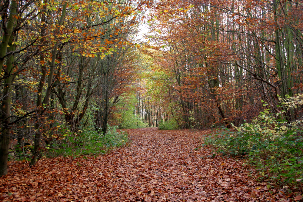 Der Herbst lädt zum spazieren ein