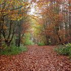 Der Herbst lädt zum spazieren ein